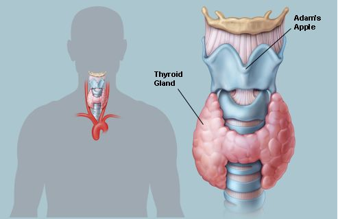 Thyroid Testing Lab